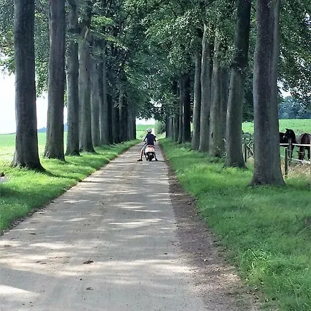 Damis Heers